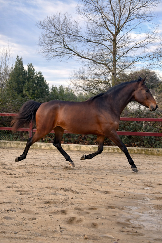 Vente de cheval : L'Amour de Mandelys